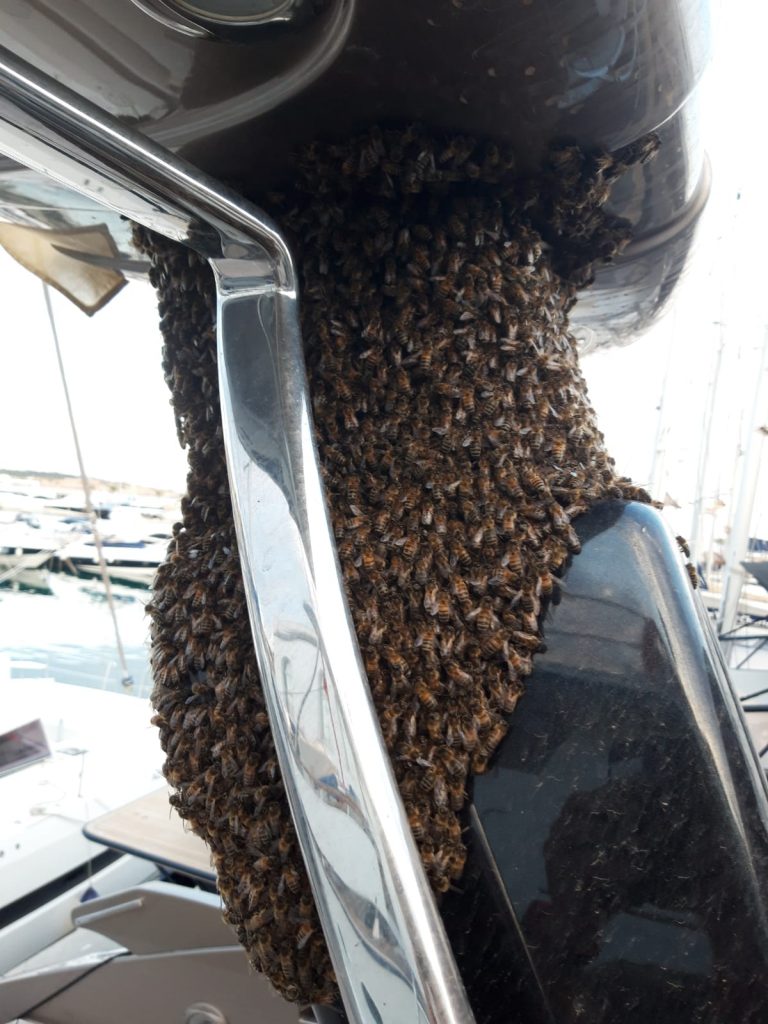 Enjambre de abejas en arco de radar de barco