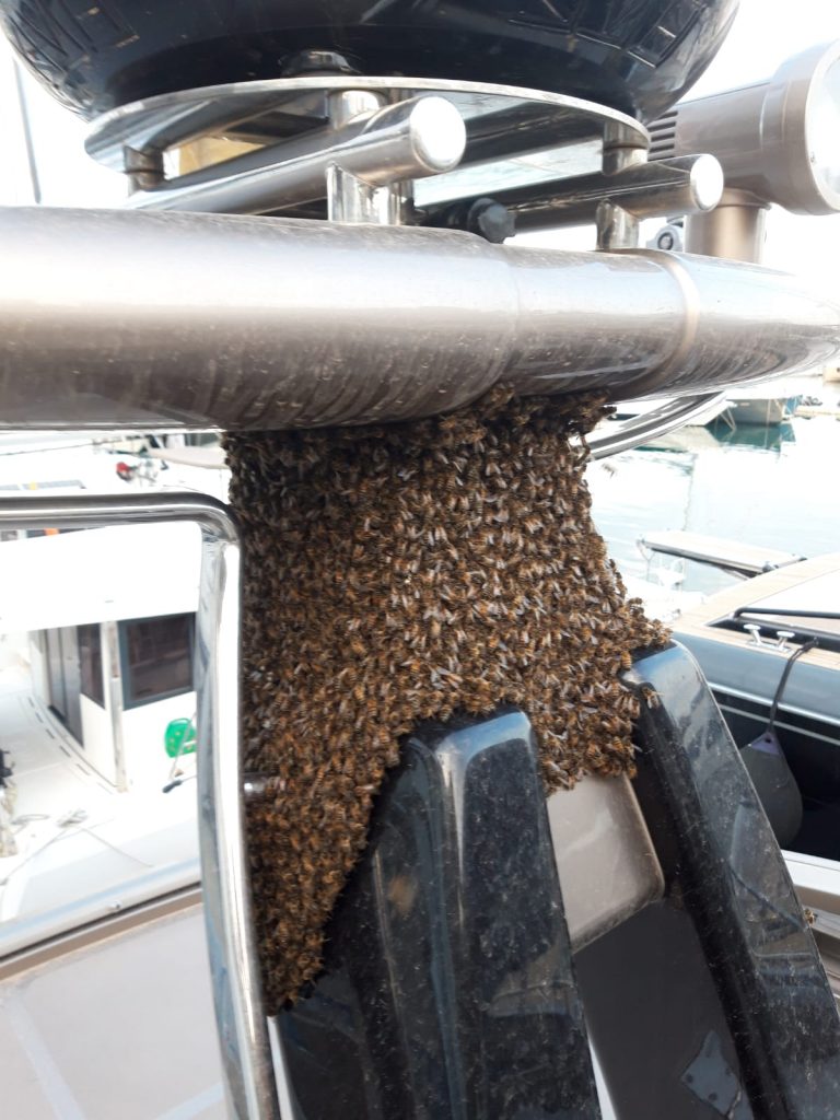 Enjambre de abejas