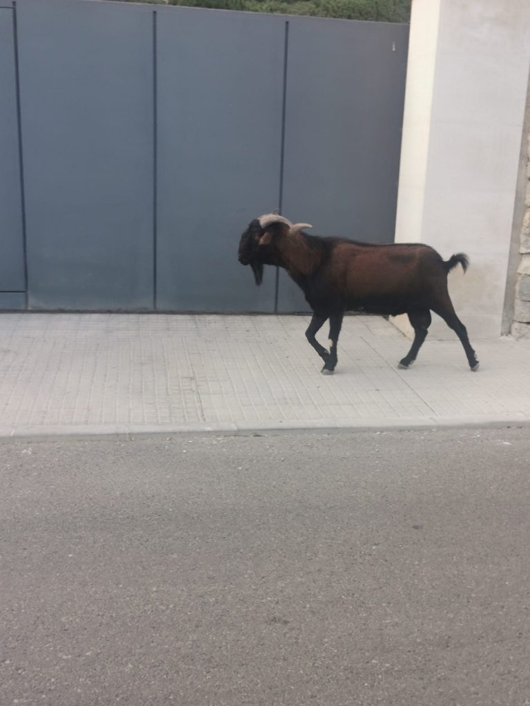Boc balear fuera de su entorno