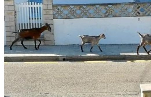 Cabras híbridas