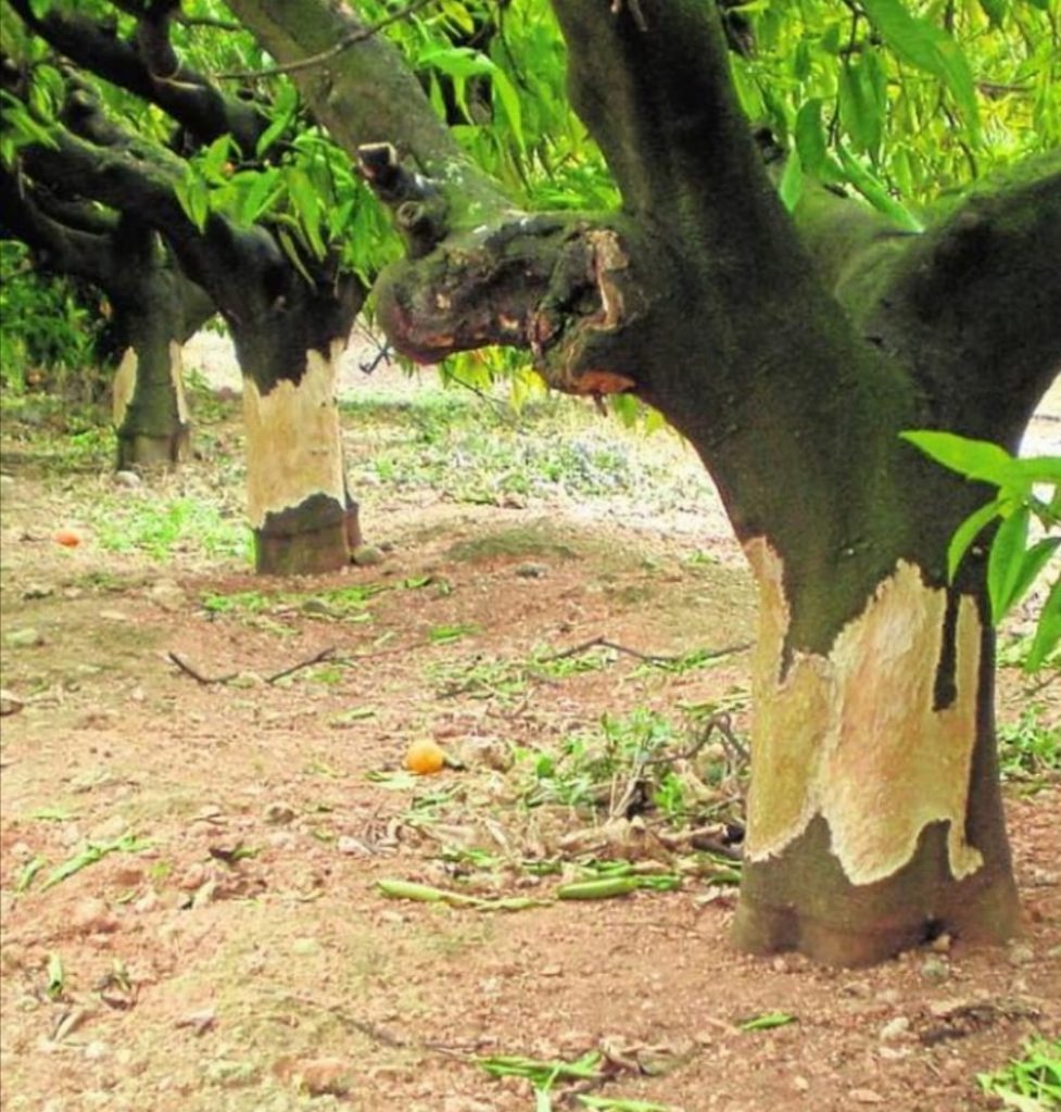naranjo atacados por cabras asilvestradas
