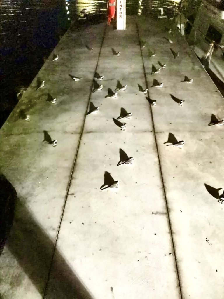 Pájaros pernoctando en el muelle
